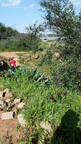 קובץ:2016.02.05-143825.871.android.jpg