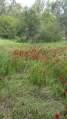 תמונה ממוזערת לגרסה מתאריך 16:34, 15 בפברואר 2016