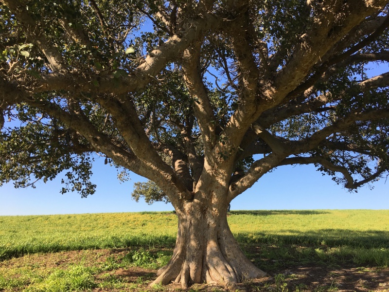 קובץ:2016.02.13-150404.131.iphone.jpg