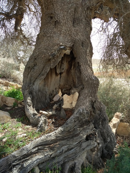 קובץ:2016.03.12-132720.869.android.jpg