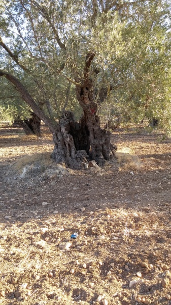 קובץ:2016.09.30-084528.749.android.jpg