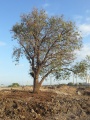 תמונה ממוזערת לגרסה מתאריך 10:34, 8 באוקטובר 2016