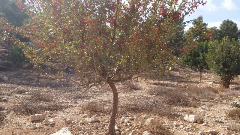 קובץ:2016.11.02-144429.904.android.jpg