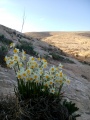 תמונה ממוזערת לגרסה מתאריך 19:16, 21 באפריל 2019