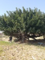 תמונה ממוזערת לגרסה מתאריך 13:45, 10 בפברואר 2017