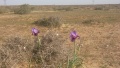 תמונה ממוזערת לגרסה מתאריך 16:09, 5 בנובמבר 2017