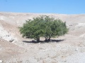 תמונה ממוזערת לגרסה מתאריך 14:52, 9 בנובמבר 2017