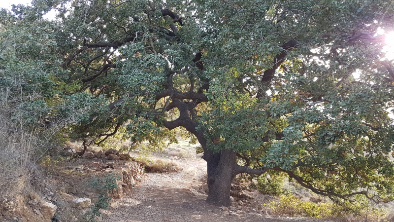 קובץ:2017.11.13-162009.326.android.jpg