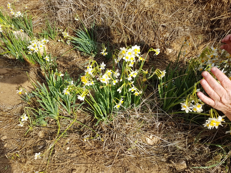 קובץ:2018.01.07-112110.463.android.jpg