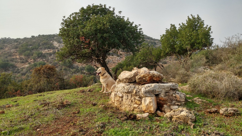 קובץ:2018.01.10-154309.859.android.jpg