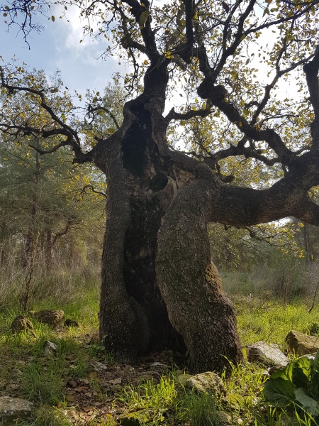 קובץ:2018.01.16-150449.092.android.jpg