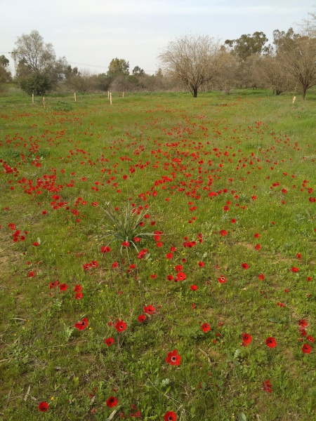 קובץ:2018.02.09-142860.783.android.jpg