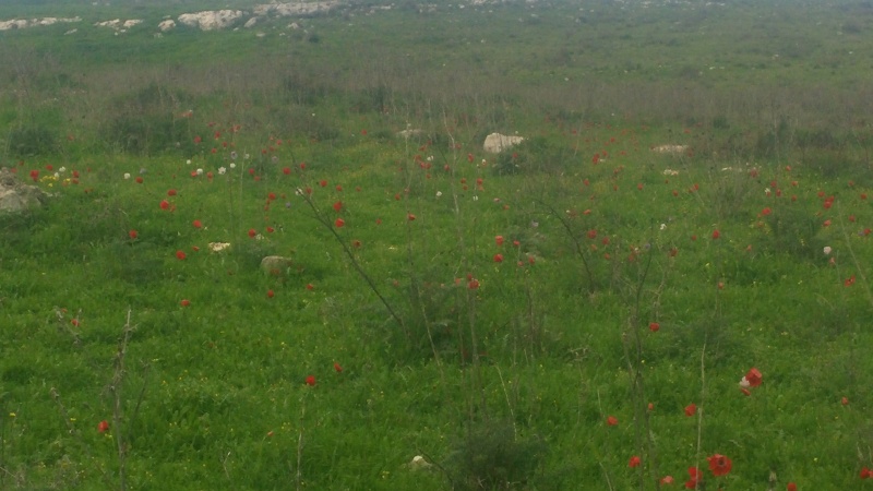 קובץ:2018.02.12-164412.463.android.jpg