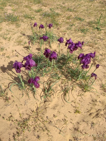 קובץ:2018.03.09-095519.883.android.jpg