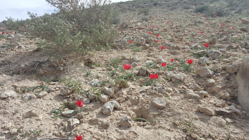 קובץ:2018.03.09-144853.143.android.jpg