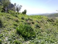 תמונה ממוזערת לגרסה מתאריך 14:12, 24 במרץ 2018