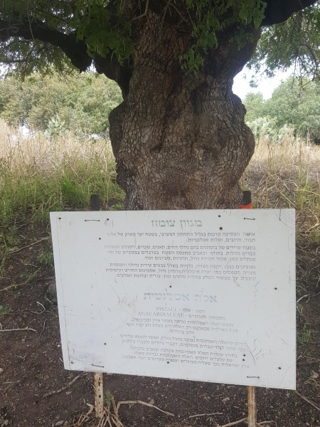 קובץ:2018.05.09-133747.177.android.jpg