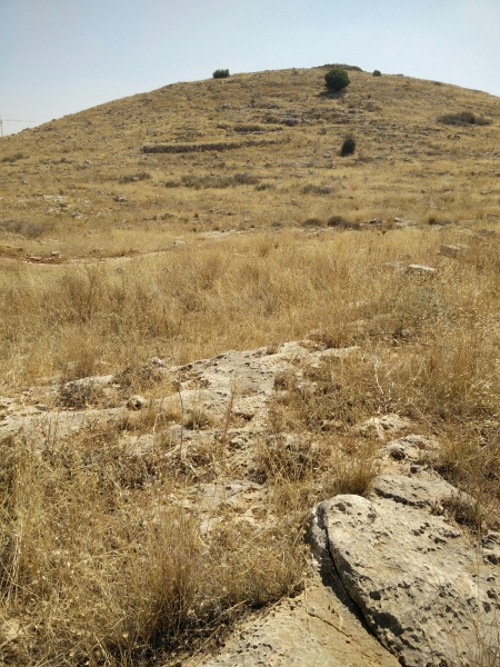 קובץ:2018.07.07-110860.439.android.jpg