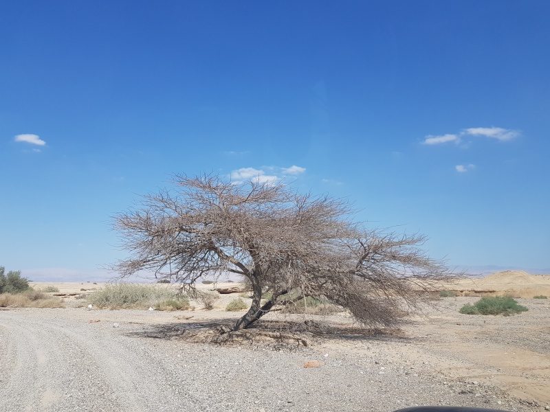 קובץ:2018.07.28-162251.297.android.jpg