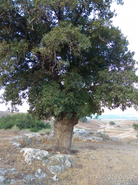 קובץ:2018.08.17-075430.473.android.jpg