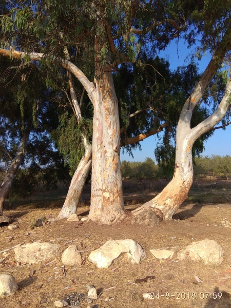 קובץ:2018.08.24-086015.926.android.jpg