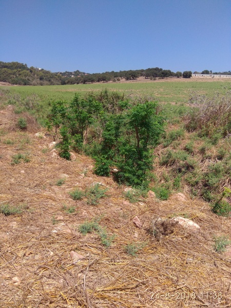 קובץ:2018.08.24-123950.953.android.jpg