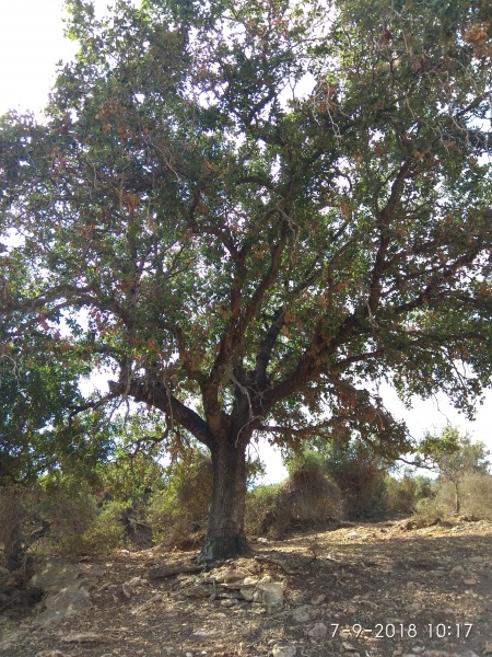 קובץ:2018.09.07-111839.293.android.jpg