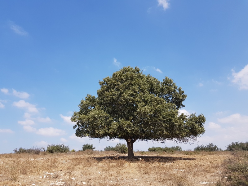 קובץ:2018.09.16-124433.557.android.jpg