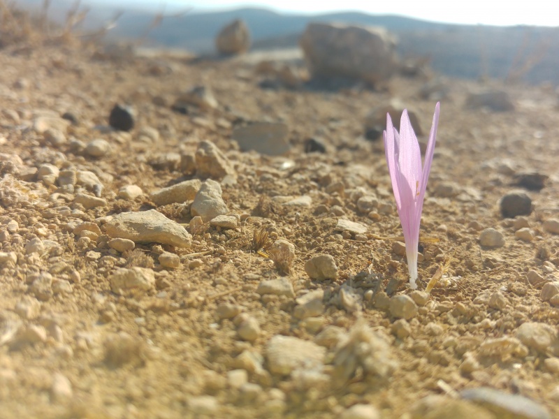 קובץ:2018.09.21-094229.456.android.jpg