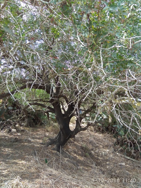 קובץ:2018.10.05-124127.840.android.jpg