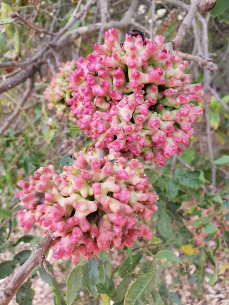 קובץ:2018.10.06-094715.252.android.jpg