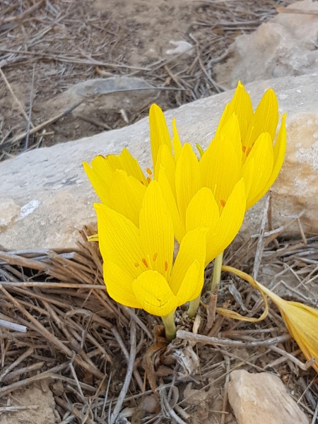 קובץ:2018.10.13-132919.567.android.jpg