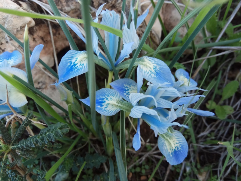 קובץ:2018.12.11-170354.307.android.jpg