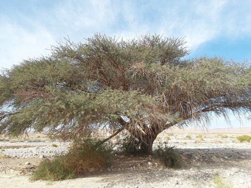 קובץ:2019.01.01-125946.312.android.jpg