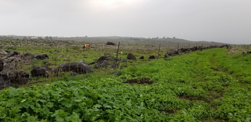 קובץ:2019.01.03-091854.774.android.jpg