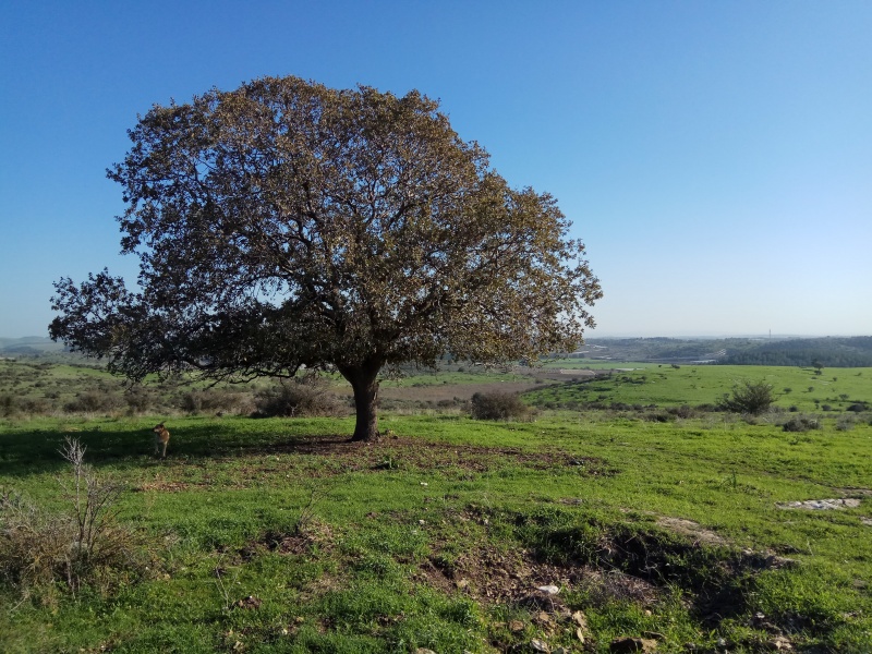 קובץ:2019.01.04-153513.261.android.jpg