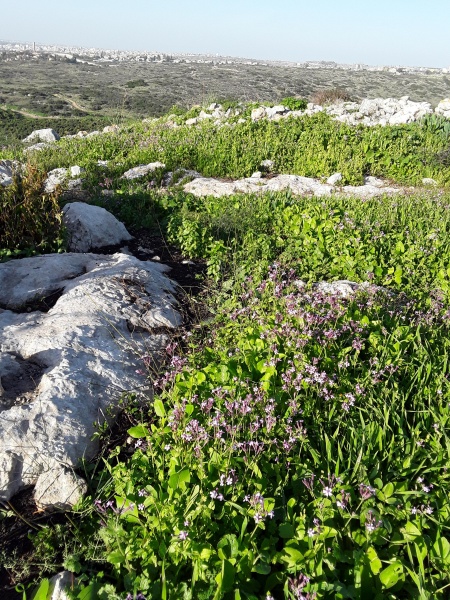 קובץ:2019.01.11-160503.403.android.jpg