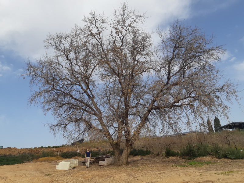 קובץ:2019.01.24-132736.552.android.jpg