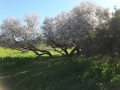 תמונה ממוזערת לגרסה מתאריך 20:03, 16 במרץ 2019