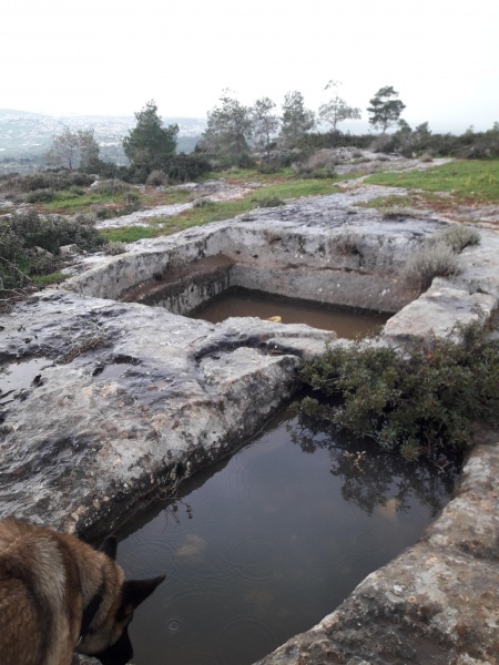 קובץ:2019.02.09-156051.910.android.jpg