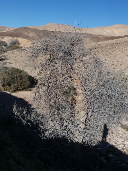 קובץ:2019.02.13-091237.898.android.jpg