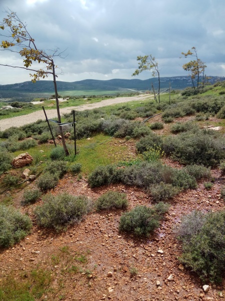 קובץ:2019.03.01-122940.508.android.jpg