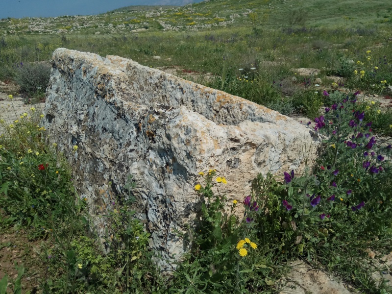 קובץ:2019.03.10-130827.499.android.jpg