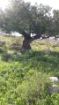 תמונה ממוזערת לגרסה מתאריך 11:05, 28 במרץ 2019