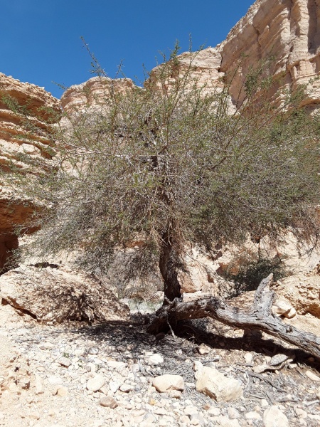 קובץ:2019.03.22-110235.781.android.jpg