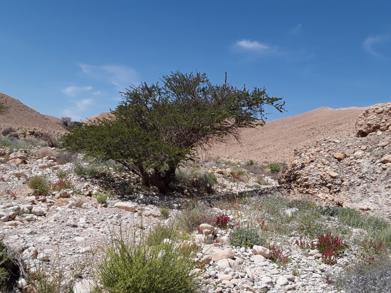 קובץ:2019.03.22-133246.546.android.jpg