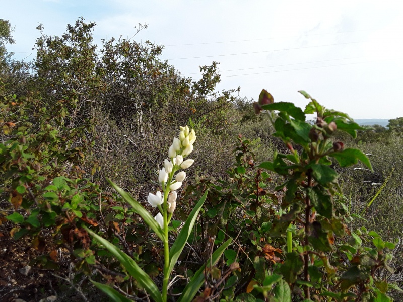 קובץ:2019.03.28-173105.769.android.jpg