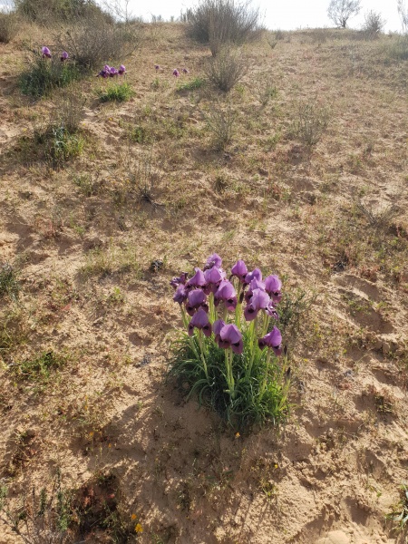 קובץ:2019.03.29-171625.009.android.jpg