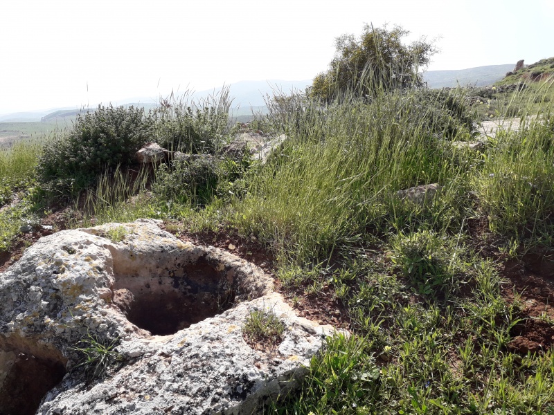 קובץ:2019.04.03-112317.227.android.jpg