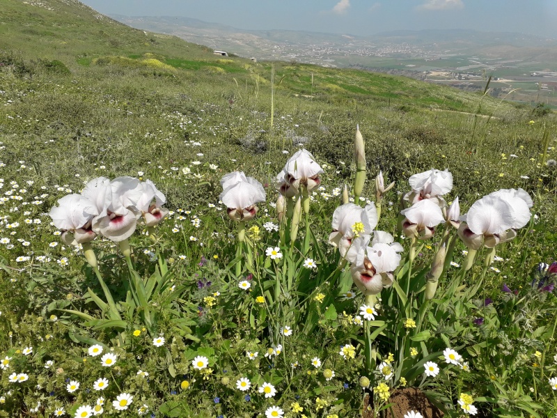 קובץ:2019.04.03-120105.223.android.jpg